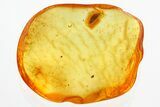Detailed Fossil False Flower Beetle (Scraptiidae) in Baltic Amber #328151-1